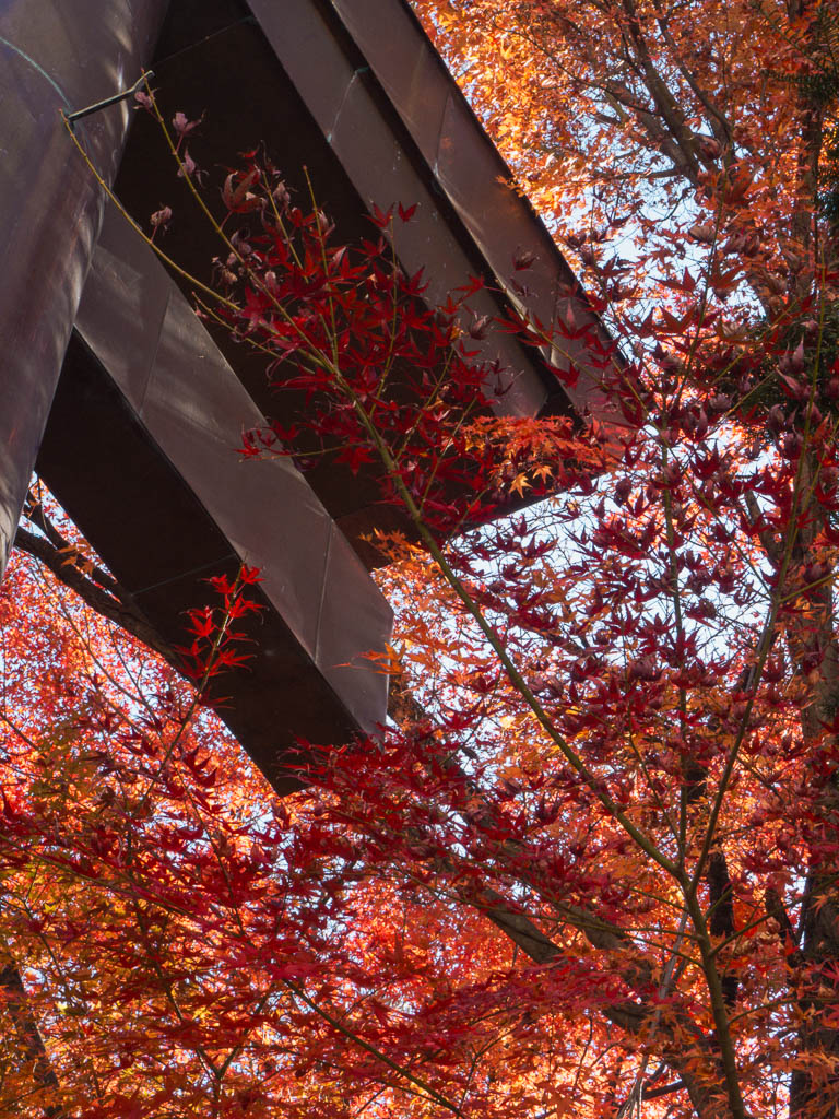 Schrein Torii umgeben von roten Herbstlaub