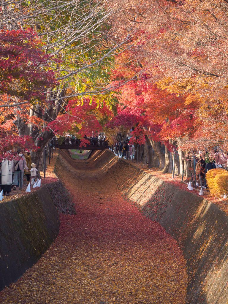 Kawaguchiko Momoji Herbstlaub Tunnel