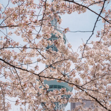 Kirschblüten Vorhersage