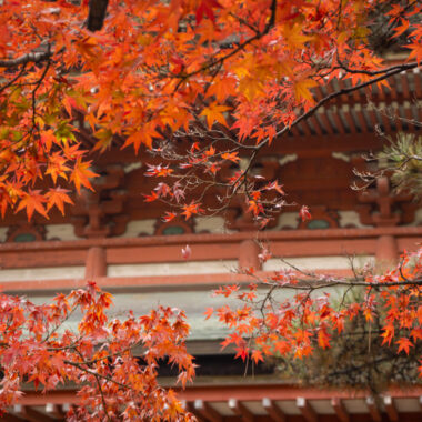 Herbstlaub Vorhersage 2025