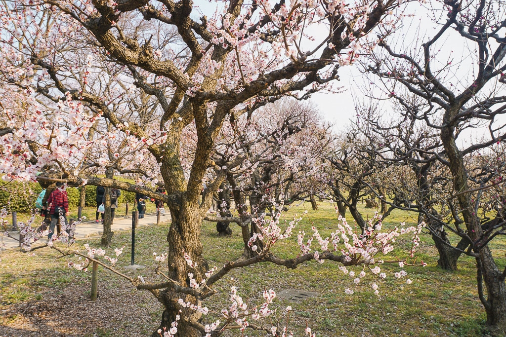 Reisezeit für Japan März Pflaumenblüten