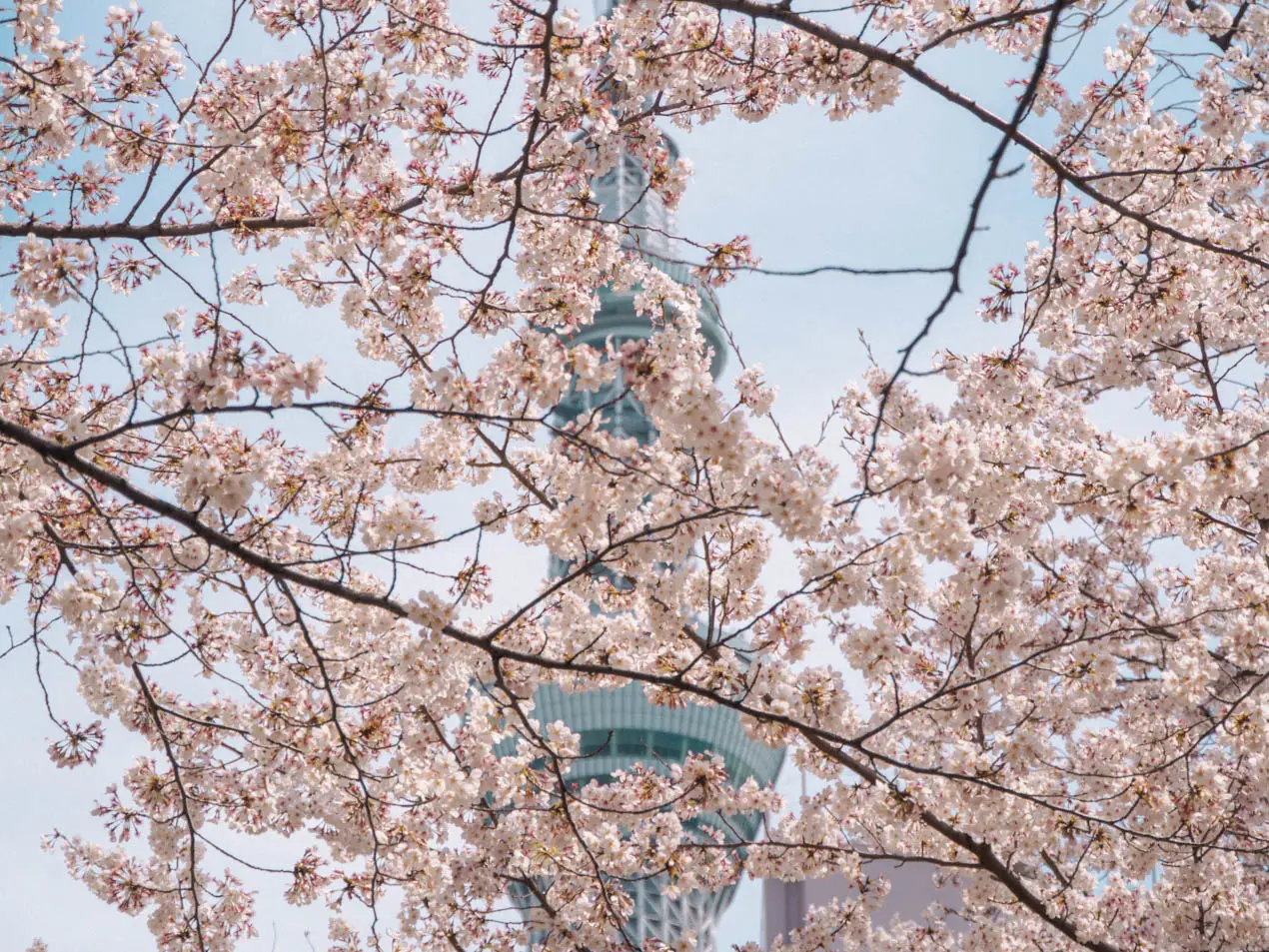 Kirschblütenblüten Vorhersage-1