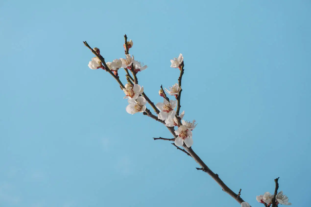 Kirschblütenblüten Vorhersage orte-01