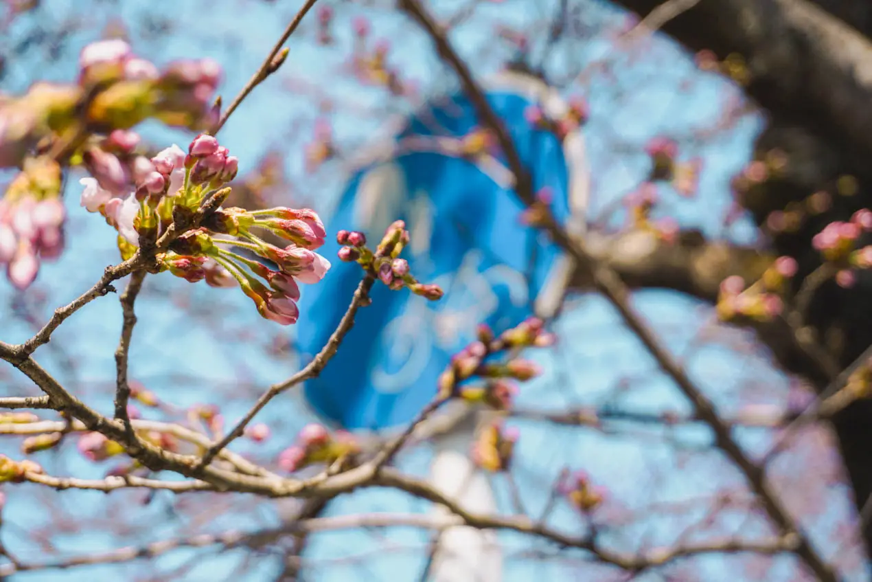 Kirschblütenblüten Vorhersage orte-02