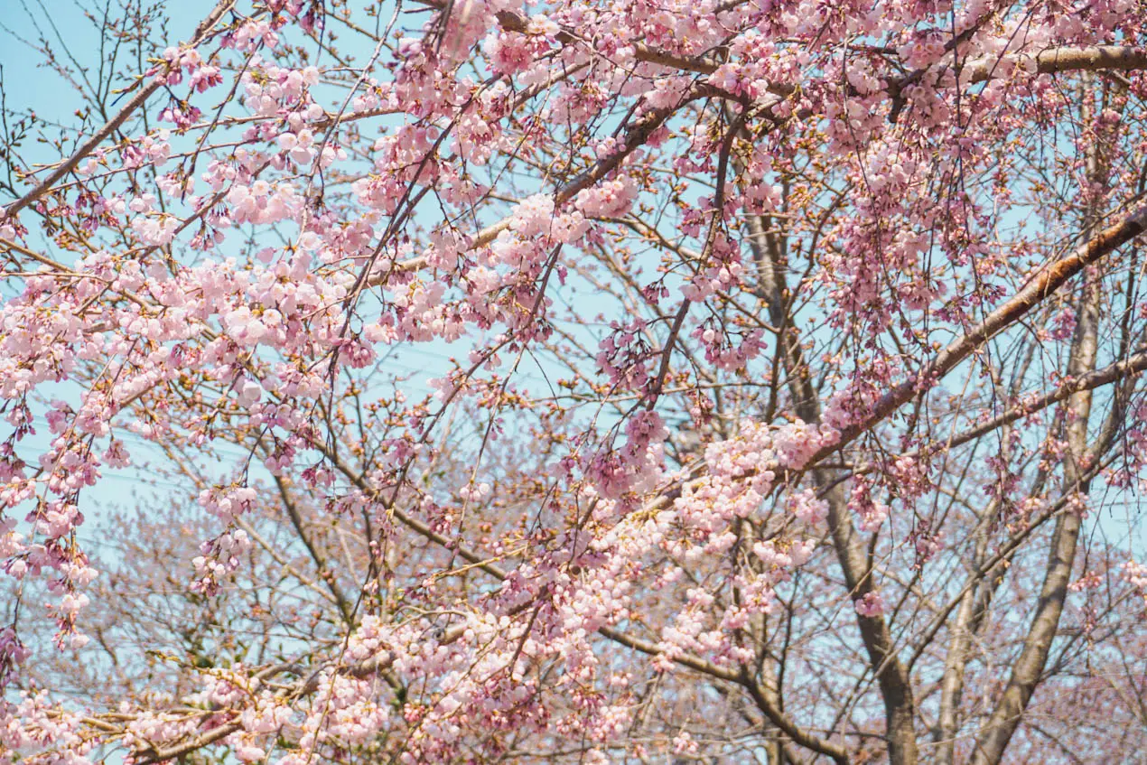 Kirschblütenblüten Vorhersage orte-03
