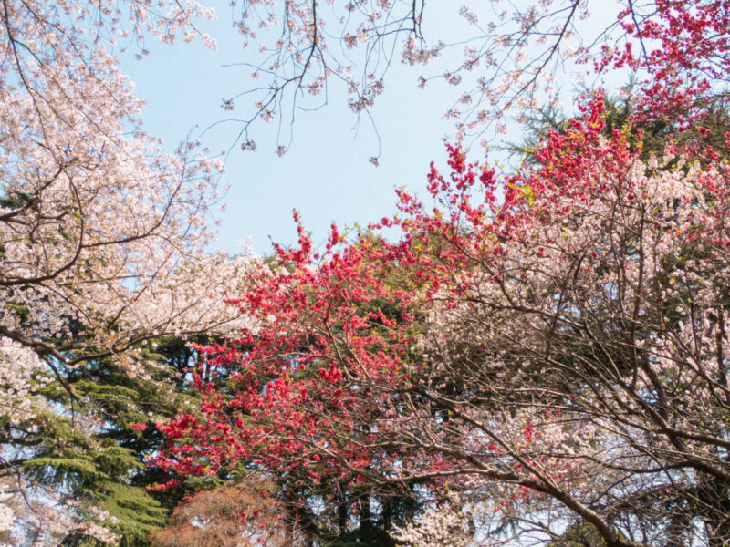 Kirschblütenblüten Vorhersage orte-09
