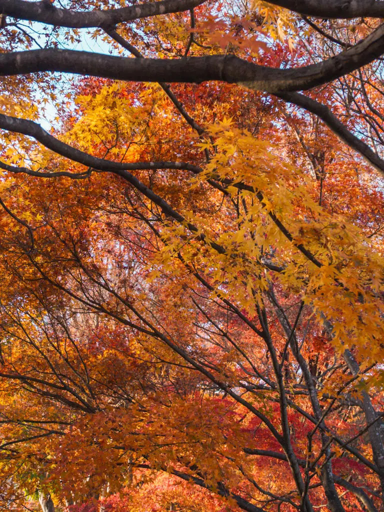 herbstlaub vorhersage fukuoka-1