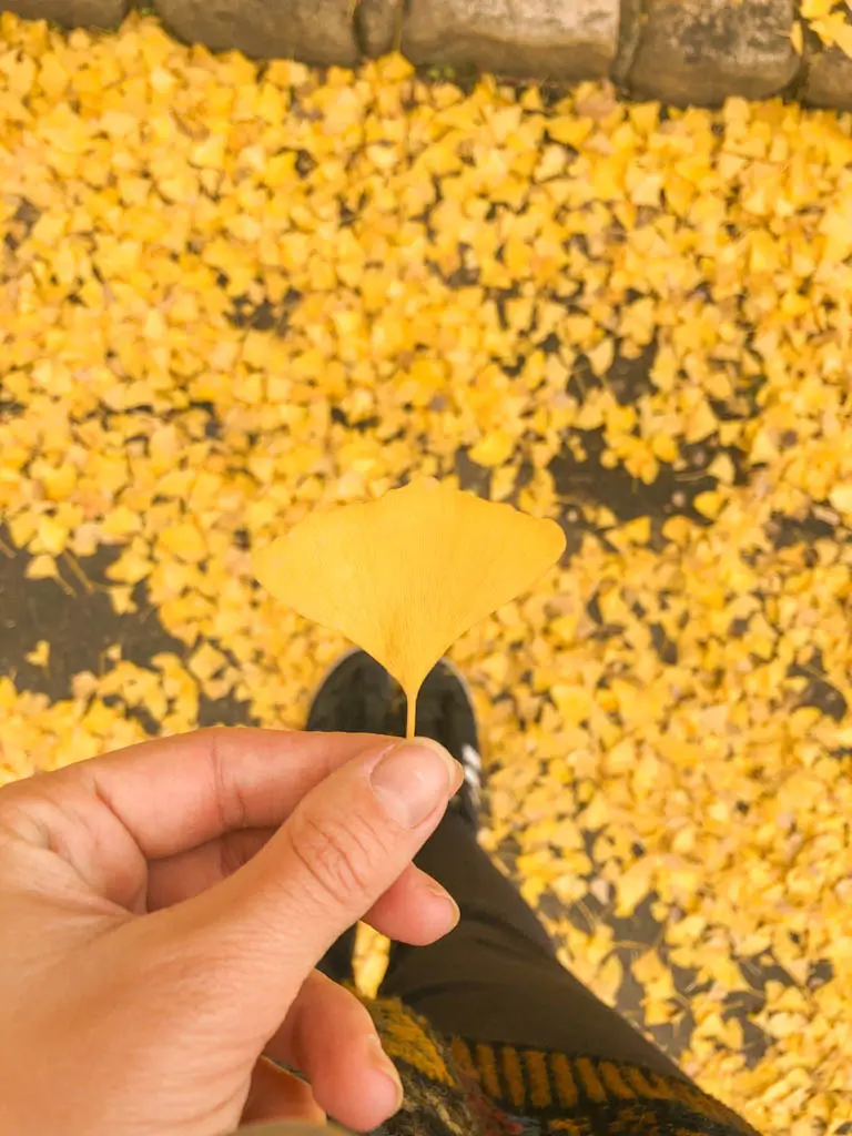 herbstlaub vorhersage sapporo-1