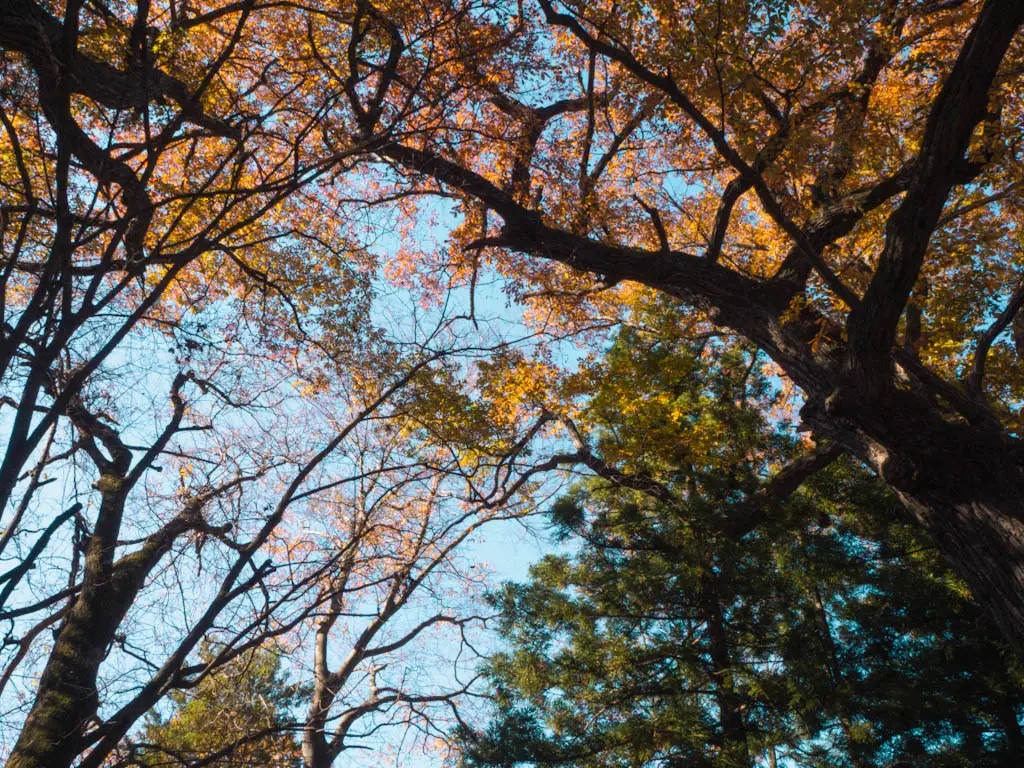 herbstlaub vorhersage tokio-1